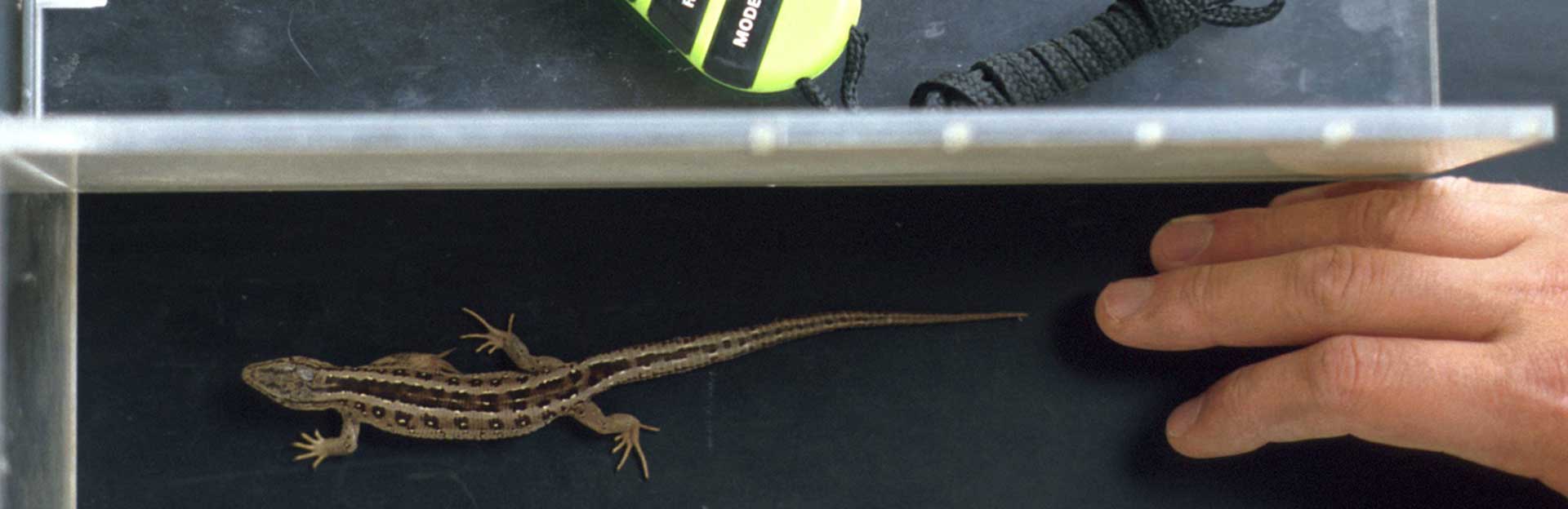 Lacerta Lizard on Treadmill