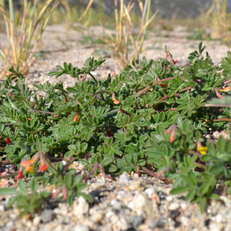 Acmispon strigosus is an annual herb that is native to California