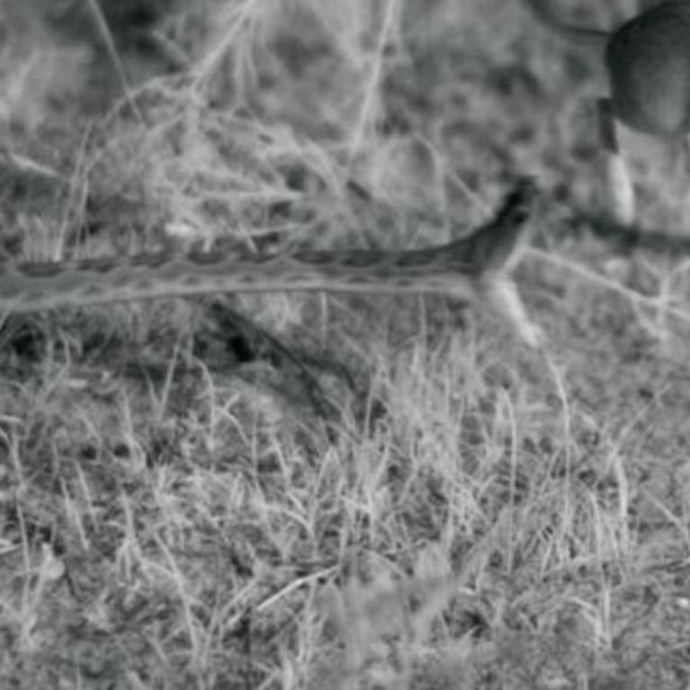 Snake attacking a kangaroo rat