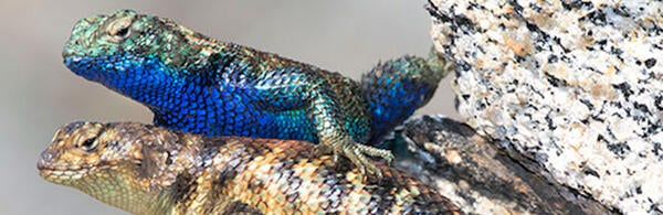 Granite spiny lizard