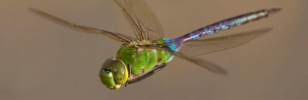 Green darner