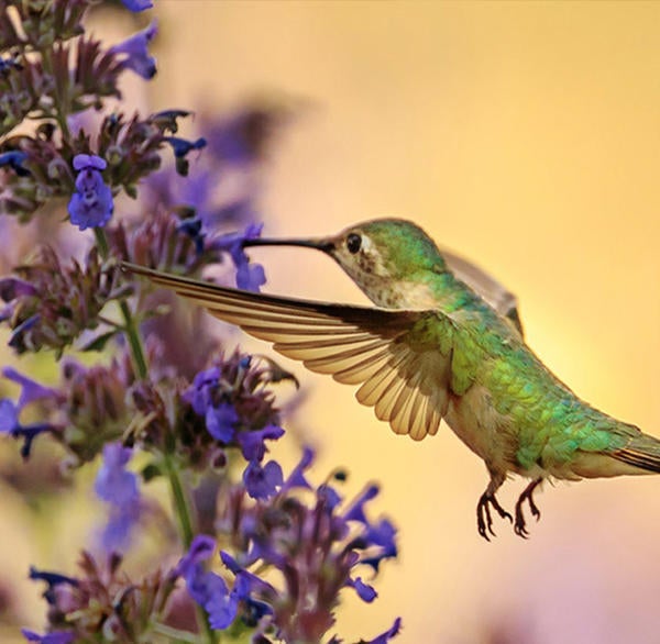 Unsplash Hummingbird