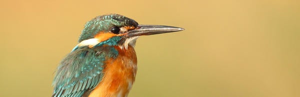King Fisher Bird