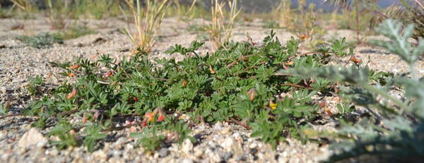 Acmispon strigosus is an annual herb that is native to California