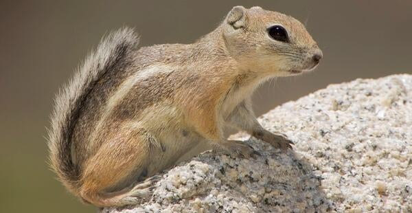 Antelope Ground Squirrel