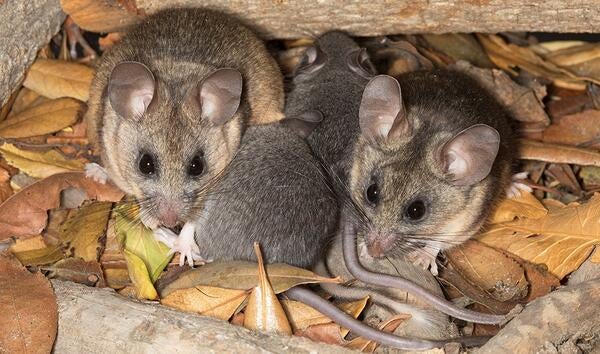 California mice