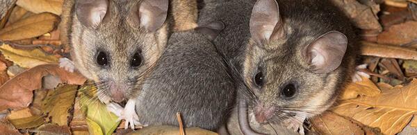 California mice