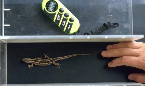 Lacerta Lizard on Treadmill