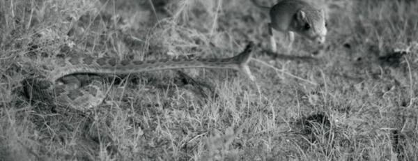 Snake attacking a kangaroo rat