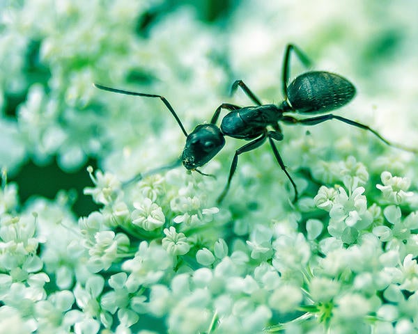 ant on flower (c) David Higgins unsplash