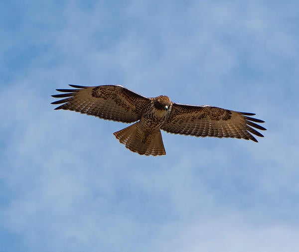 hawk flying (c) Antonio Gabola unsplash