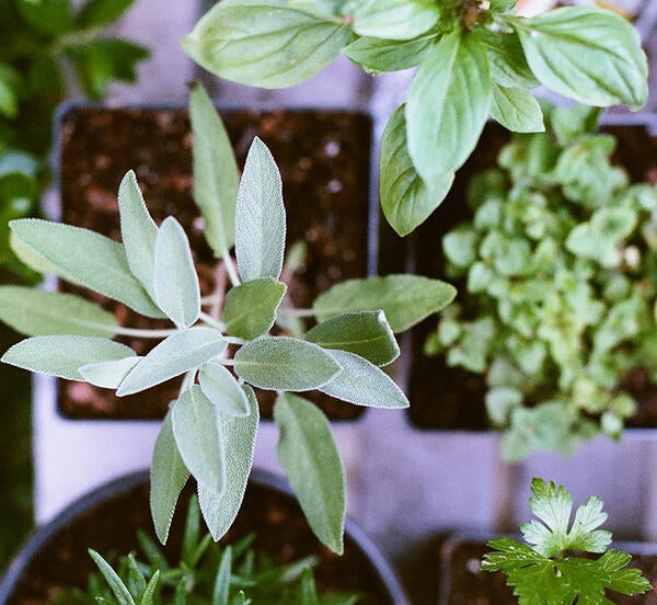 plants (c) Matt Montgomery unsplash