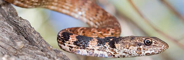 Coachwhip snake