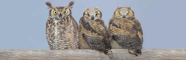 Great horned owl and chicks