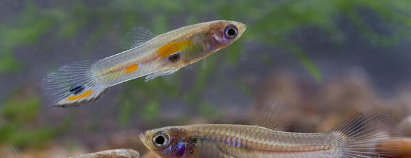 guppies (c) Harold Olsen