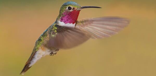 broad-tailed hummingbird