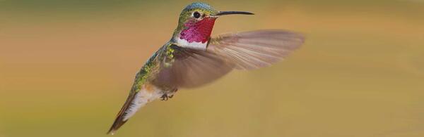 broad-tailed hummingbird