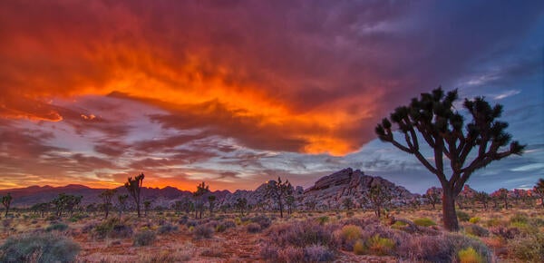 sunset joshua trees