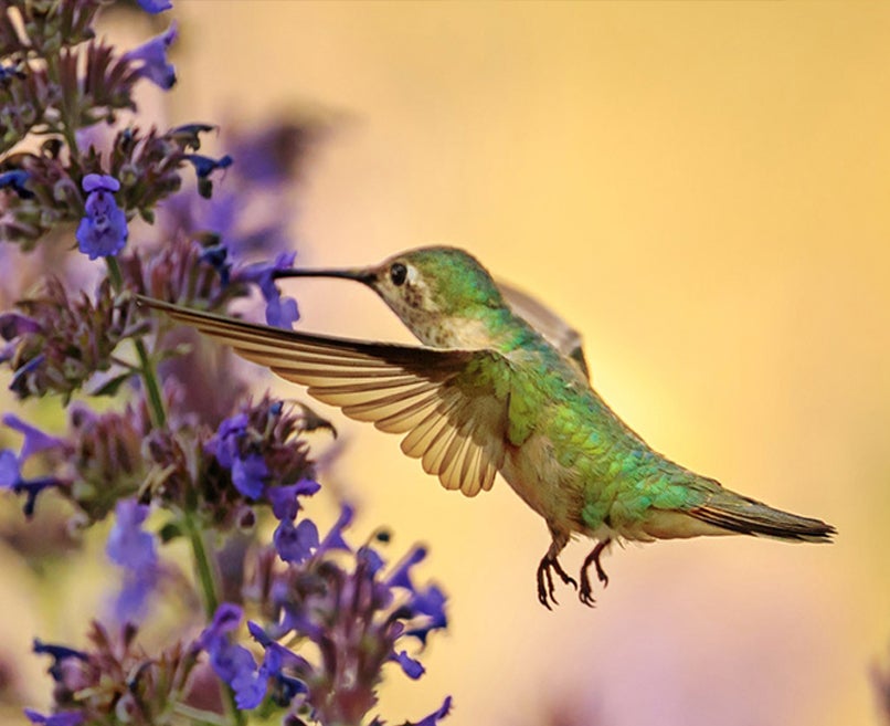 Unsplash Hummingbird