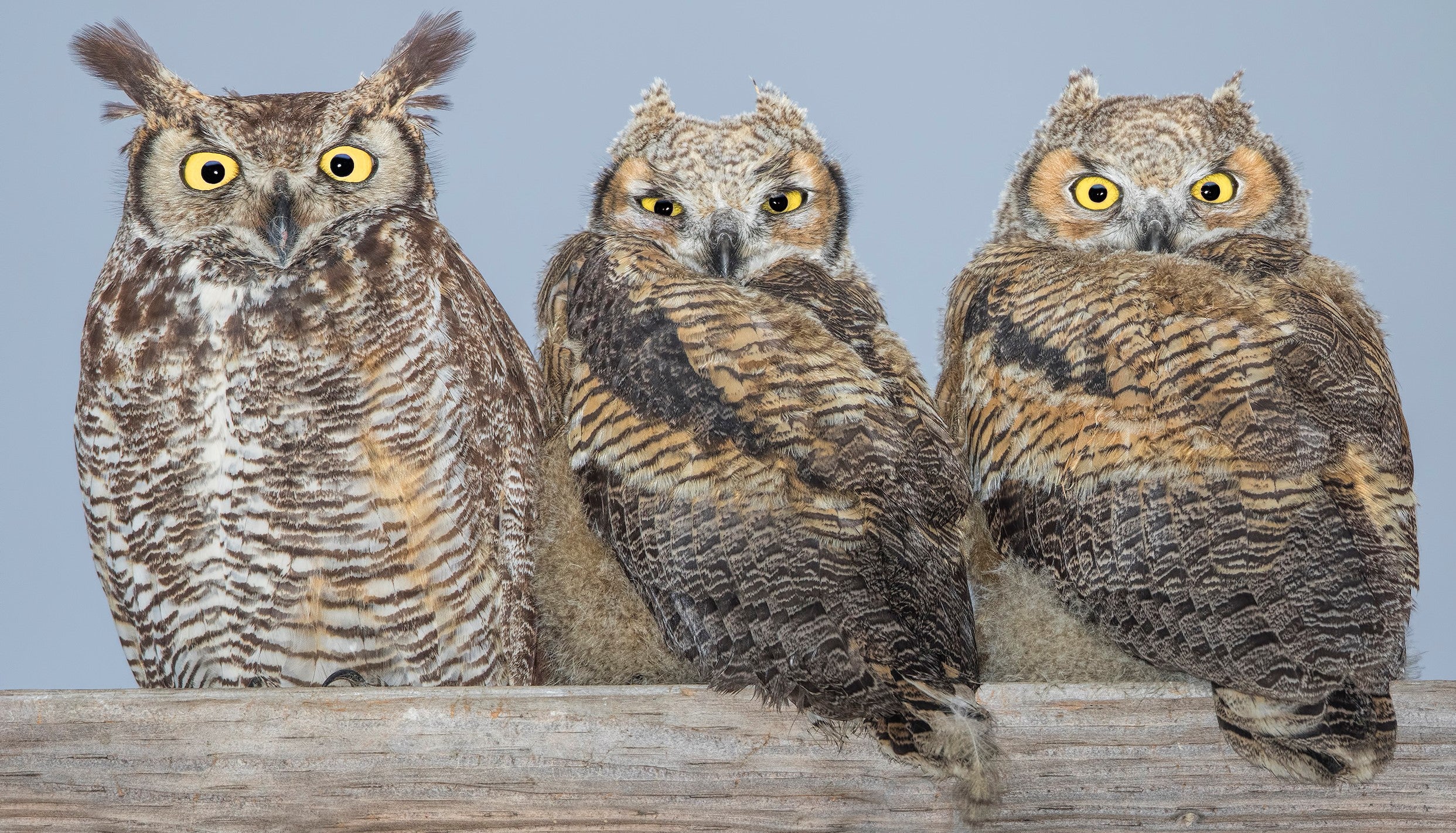 Great horned owl and chicks