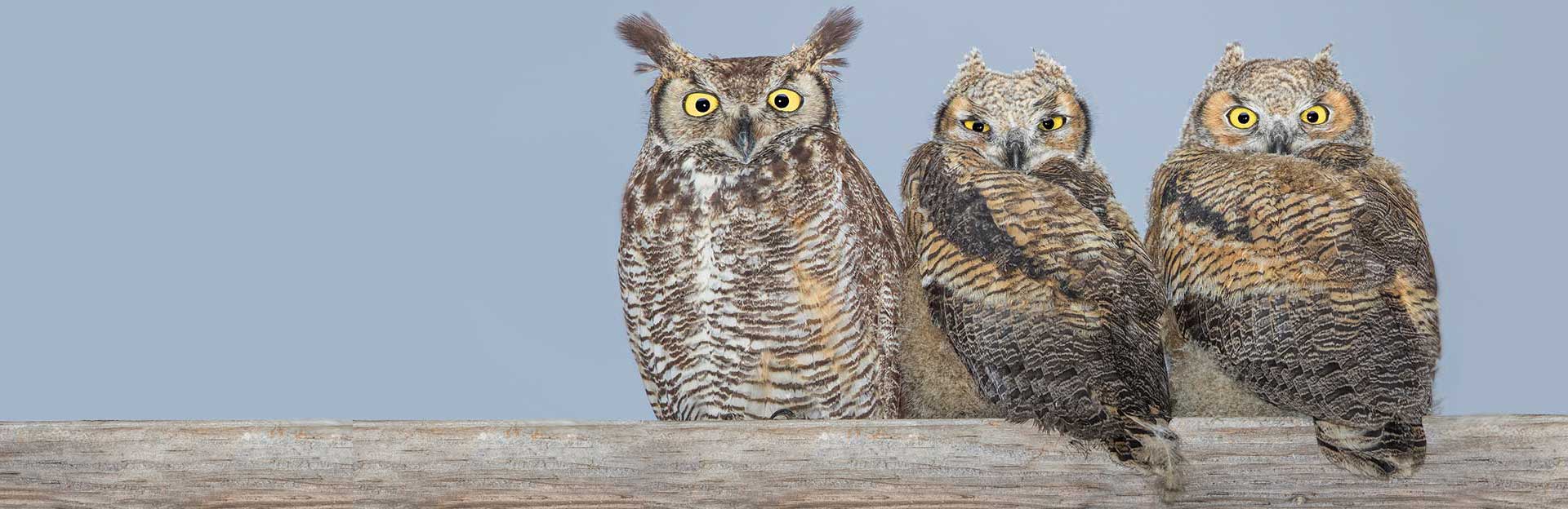 Great horned owl and chicks (c) Chappell