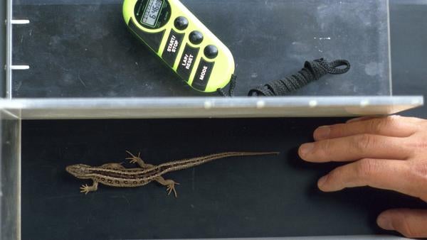 Lacerta_Lizard_on_Treadmill_Garland_cropped.jpg Lacerta Lizard on Treadmill