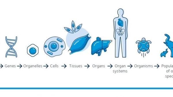 Physiology-is-the-science-of-life_physsoc.org_2.96.jpg Physiology is the science of life physsoc.org