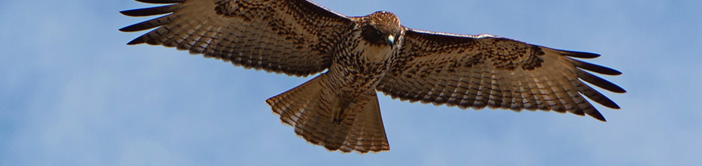 hawk flying (c) Antonio Gabola unsplash